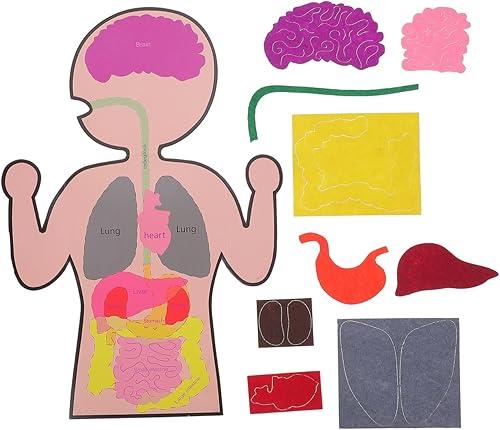 Healifty 3 Sets Human Organs Model DIY Educational Creative Anatomy Craft Kit for Learning Internal Body Organs Puzzle Stem Activity